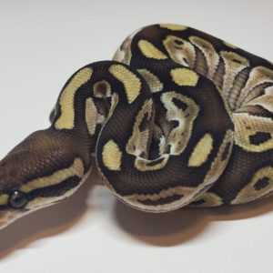 2021-01-7 - Lesser 50% het Clown - Female