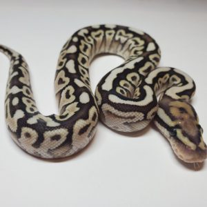2021-01-8 Spotnose Yellow Belly 50% het Clown - Female