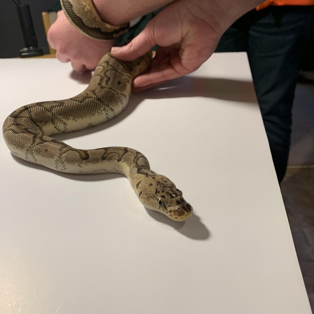 Review Snake Pancakes Help Feeding