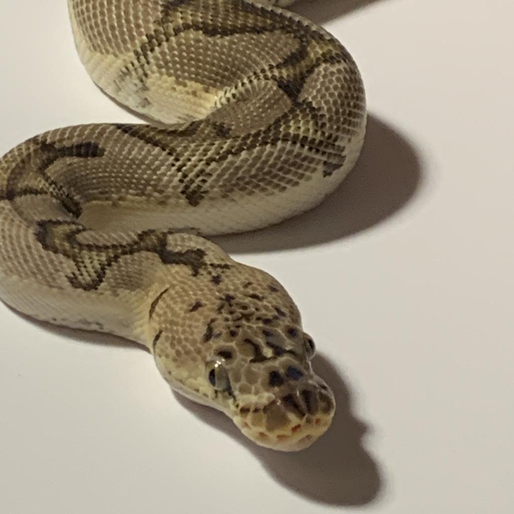 Curated visual reference: Review Snake Pancakes Help Feeding Reference: Pancakes Pastel Clown Male